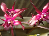 Dendrobium Cochliodes