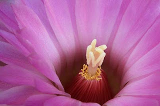 Plastic Surgeon San Diego