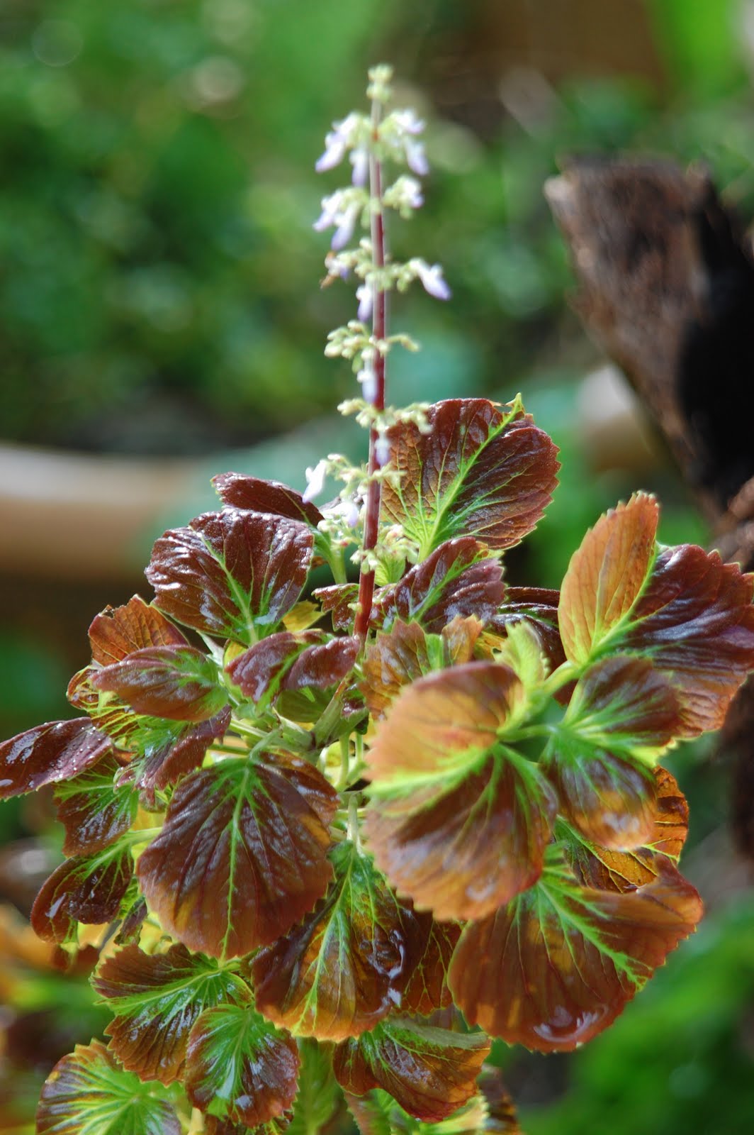 Herba: Koleksi Pokok Ati-ati