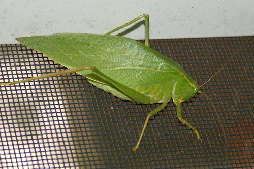 Leaf Bug