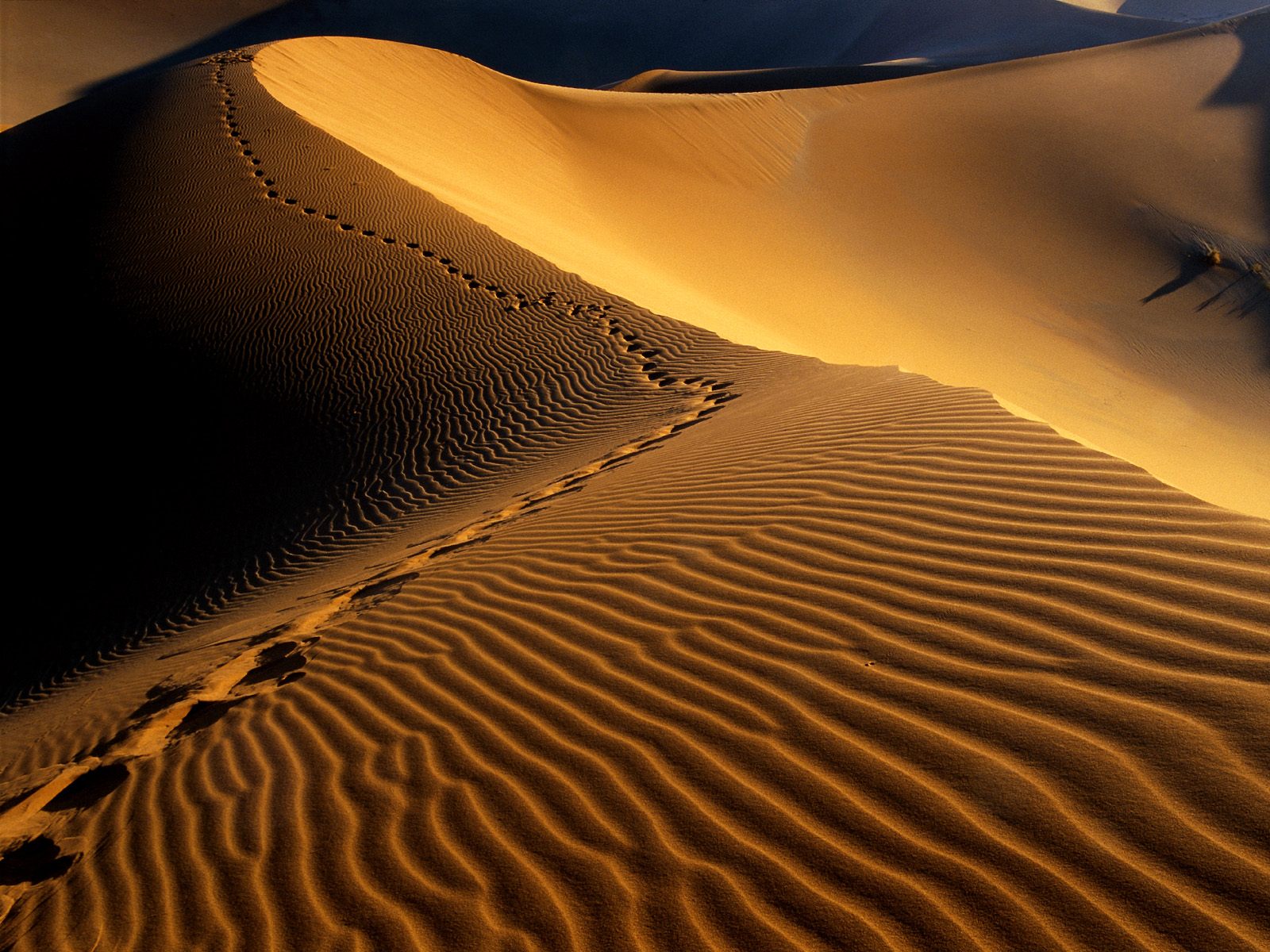 [Footprints,+Namib+Desert,+Namibia,+Africa.jpg]
