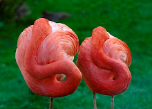 The Beauty of Flamingoes
