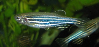 [zebrafish.jpg]
