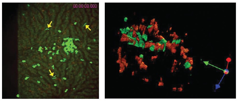 inkt cells