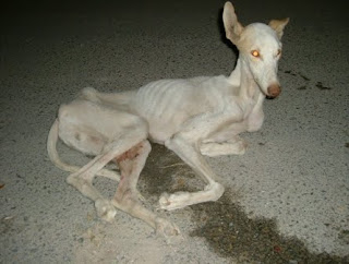 Galgo abandonado y atropellado, con considerable pérdida de masa muscular y en avanzado estado de desnutrición.