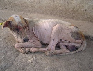 Muchos animales son abandonados por sus dueños ante una enfermedad inesperada. En la foto, perro con sarna abandonado.