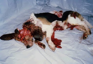 Beagle post mortem; fotografía tomada una vez acabados los experimentos con este ejemplar.