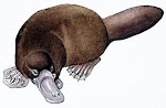 A Narcoleptic Platypus