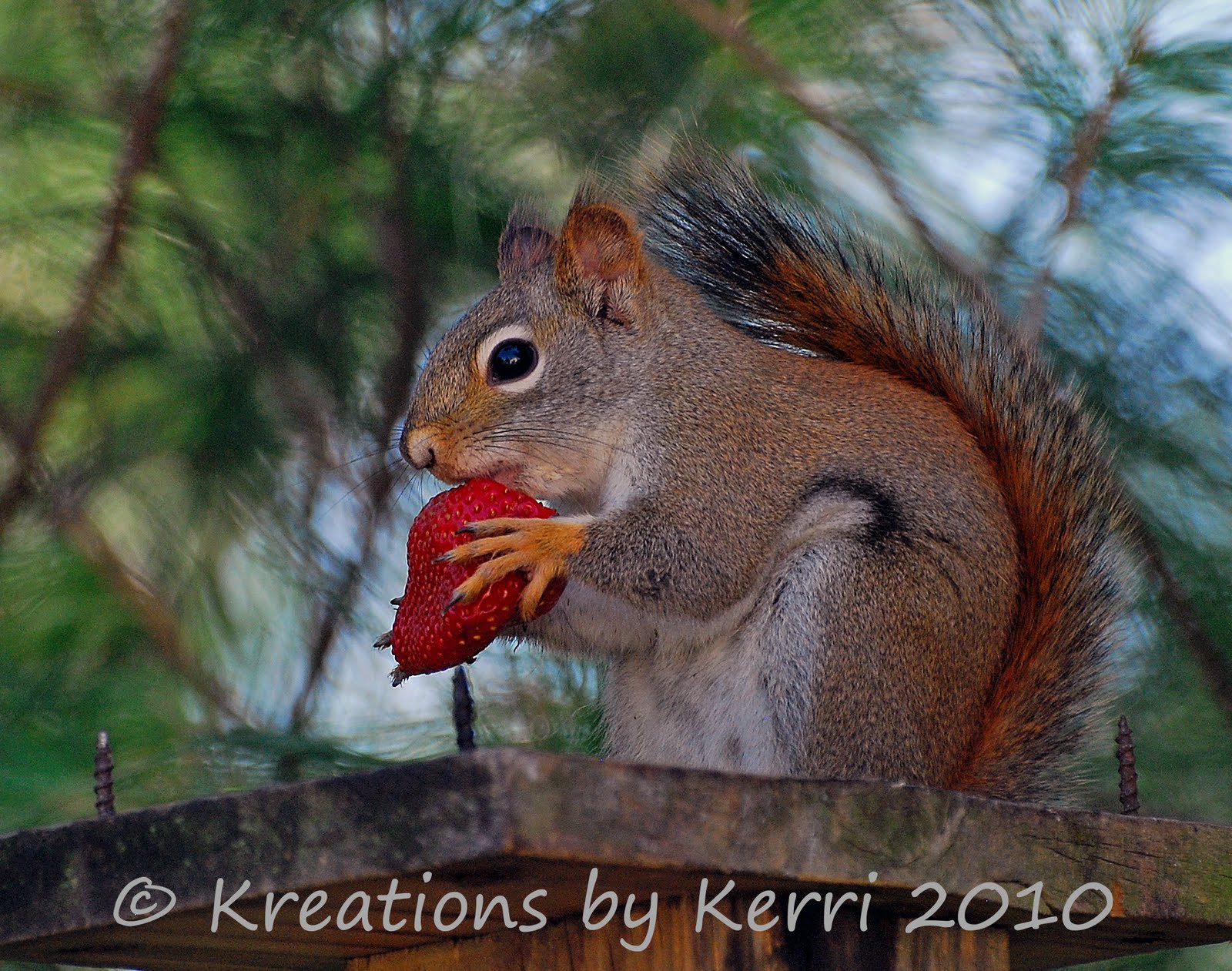 Do Squirrels Eat Strawberries Asking List
