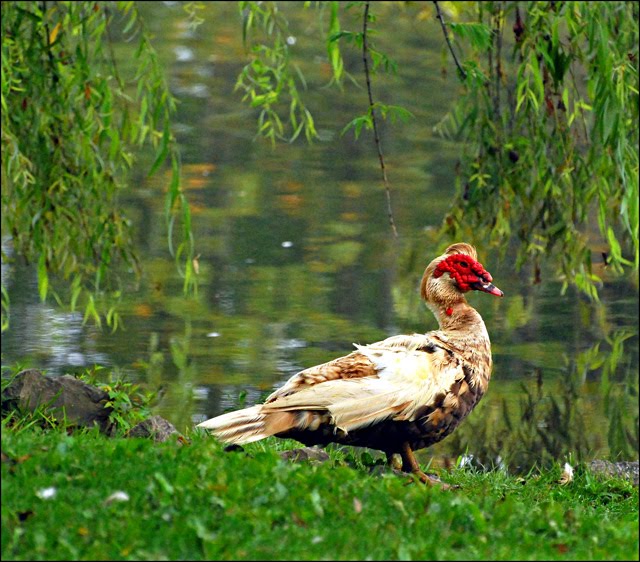 Duck Muscovy