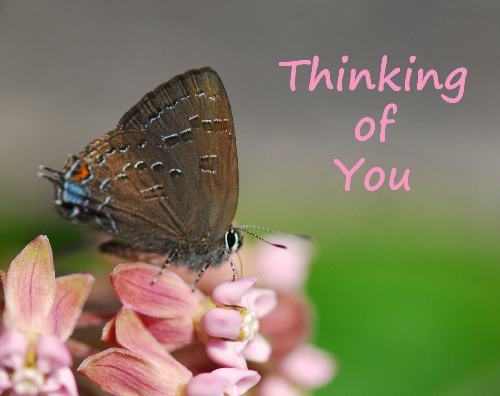 1000+ images about Thinking of you on Pinterest Thinking of you, Special prayers and Greeting card