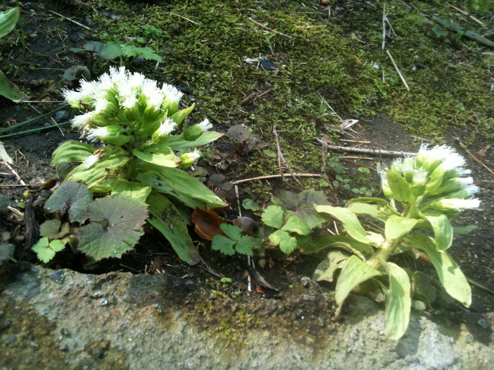 [IMG_0231.JPG]