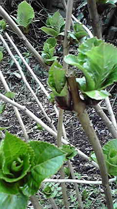 [2009030908330000.jpg]