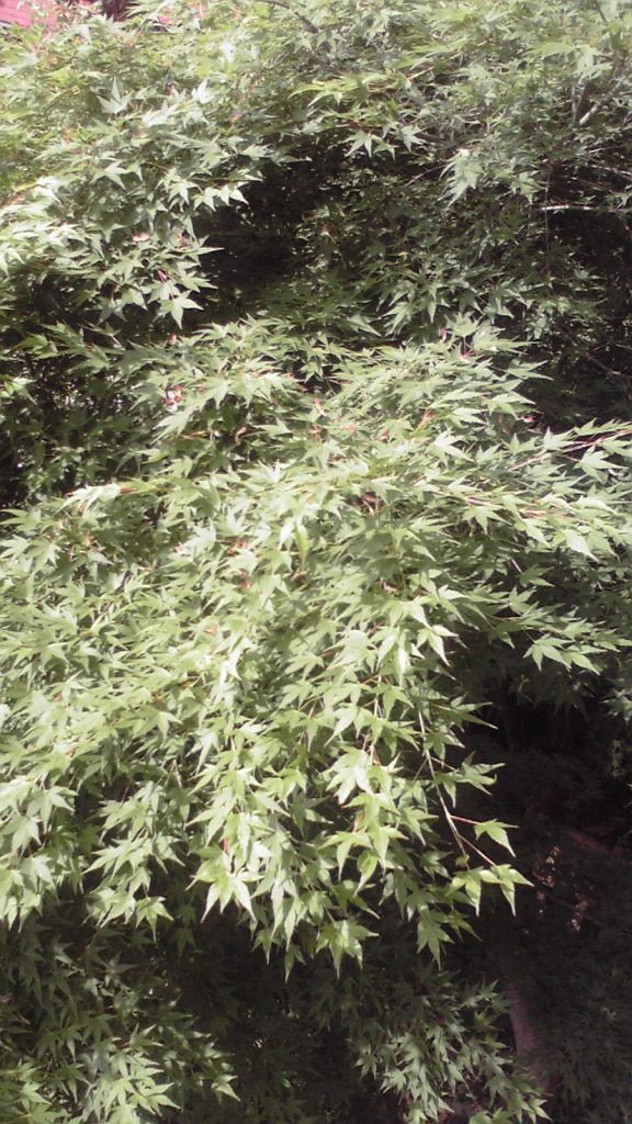 [2009052113550000.jpg]