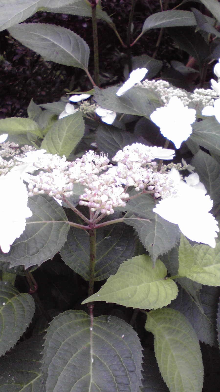 [2009060108350000.jpg]