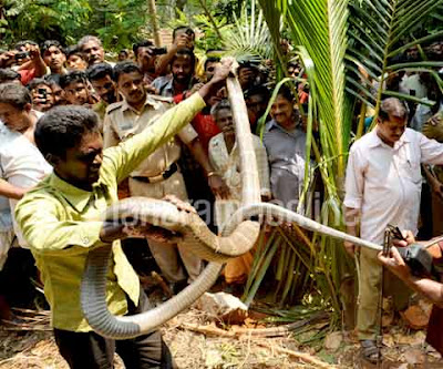funznfactz: Giant King Cobra