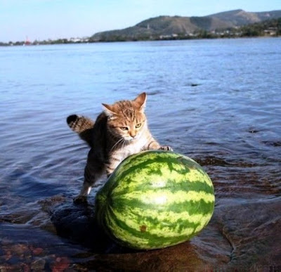watermelon-cat-lake.jpg