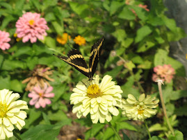 Backyard butterfly