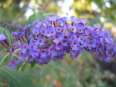 Buddleia davidii