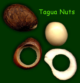 Tagua Nut