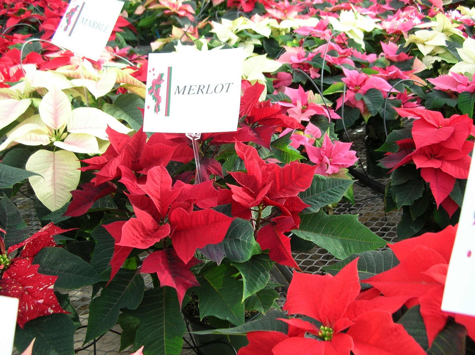 [Poinsettia+Open+House_November+2008+015.jpg]