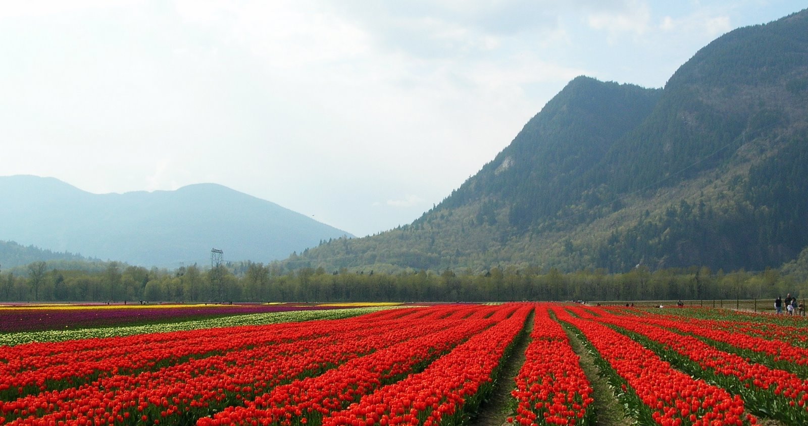 [Tulips+2009+(20).jpg]