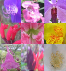 Flora pelbagai warna