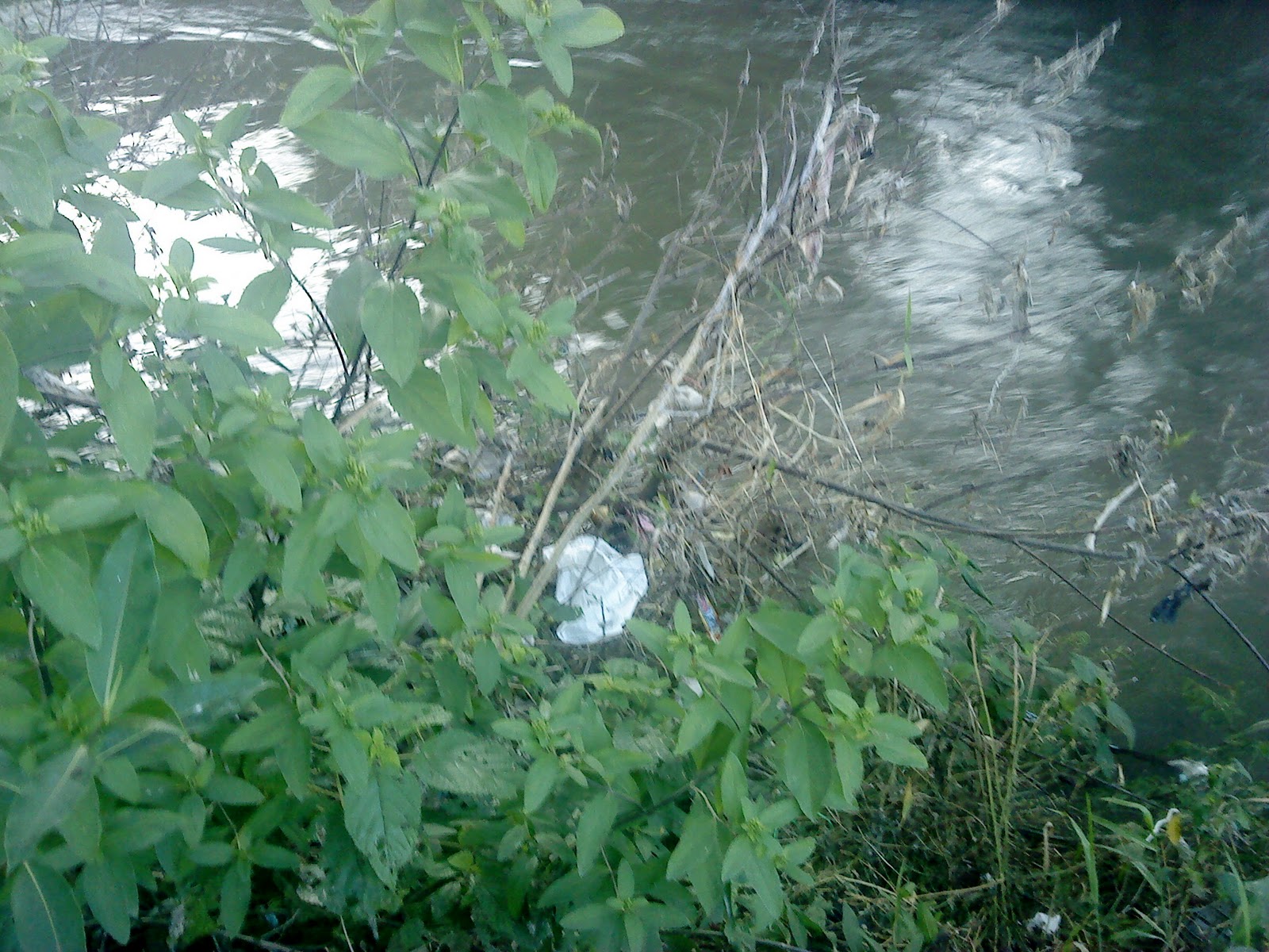 Consecuencias De La Contaminación Del Río Mololoa rossmeritta.blogspot.com