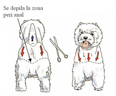 La última moda Estos son los nuevos cortes de pelo para