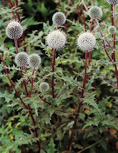 Echinops-Globe Thistle