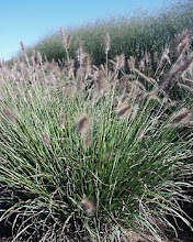 Pennisetum-Fountain Grass, Pearl Millet