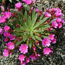 Lewisia-Lewisia