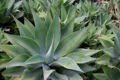 Agave virginica-Aloe