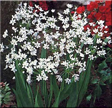 Allium neapolitanum-Naples Flowering Onion