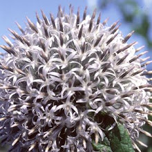 Echinops tienschanicum-Giant Globe Thistle