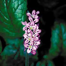 Francoa sonchifolia-Chilean Bridal Wreath