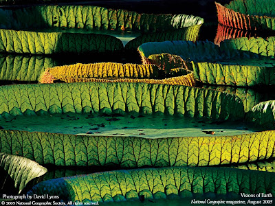 2011 Hd Wallpaper Widescreen Nature nature wallpaper hd widescreen. wallpaper desktop hd widescreen. 2011 Hd Wallpaper Widescreen Nature nature wallpaper hd widescreen.
