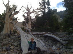 These are the 5000 Year Old Ugly Trees from a Trip with My Dad