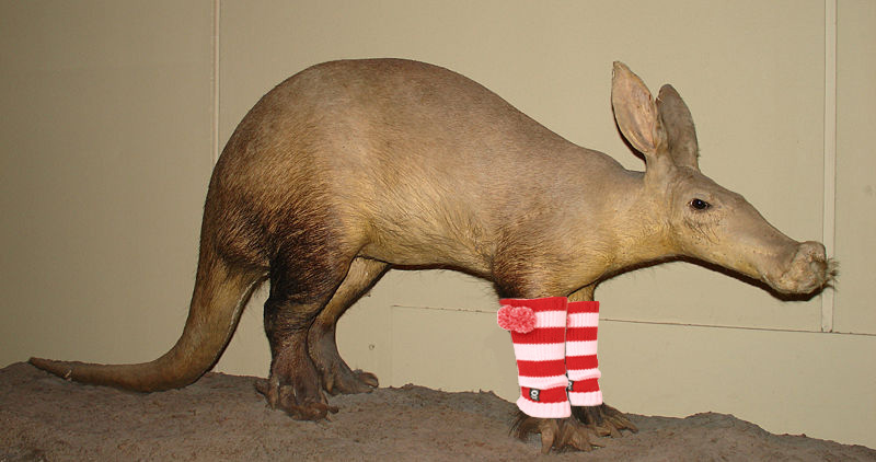 aardvark.jpg
