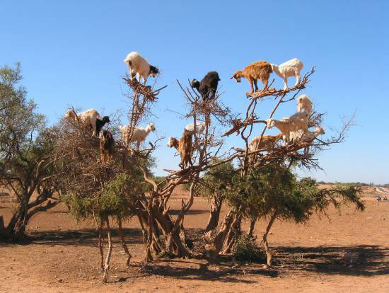 Goats-on-tree.jpg