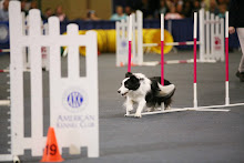 2006 AKC Agility Finals