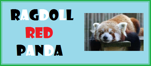 Ragdoll Red Panda