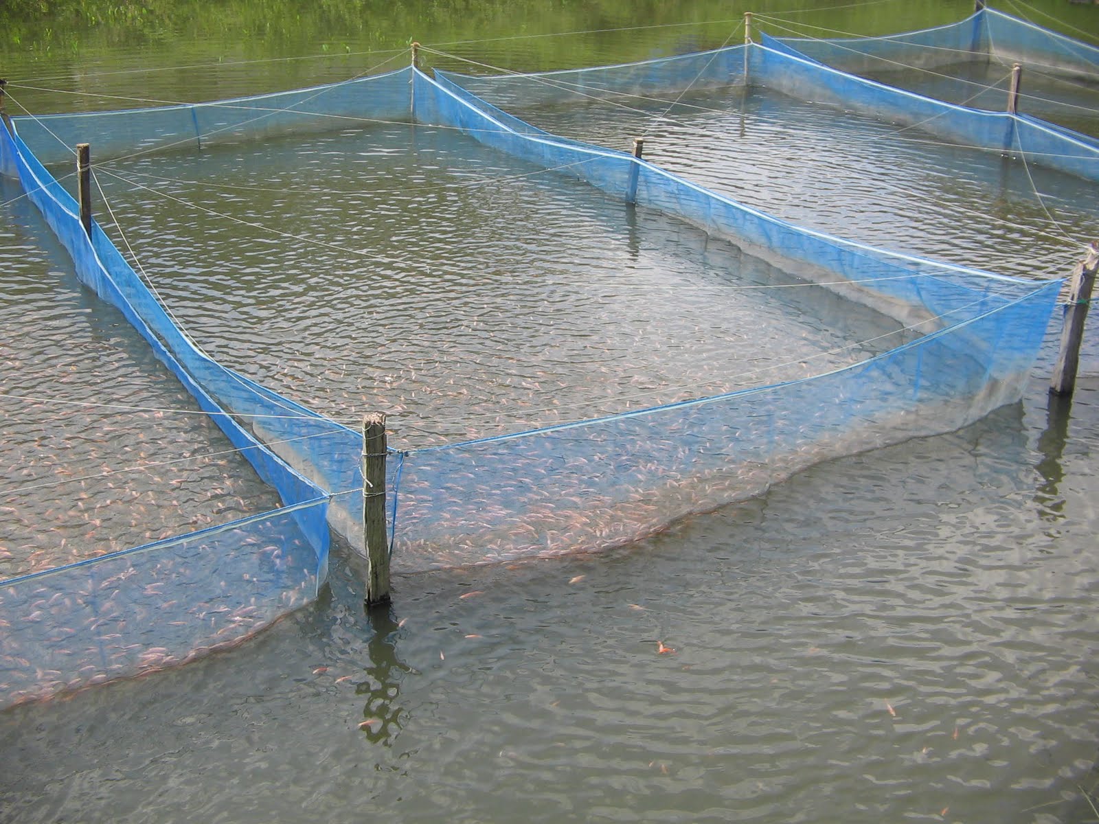 kolam udang air tawar