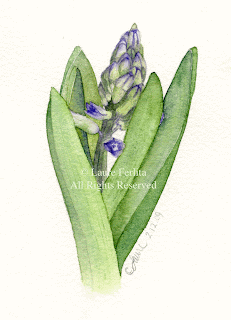hyacinth, nature, bloom, purple, sketchbook, from life