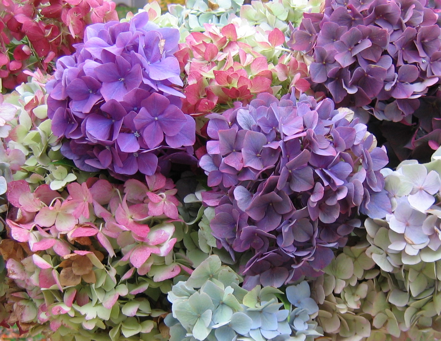Hydrangea Colours