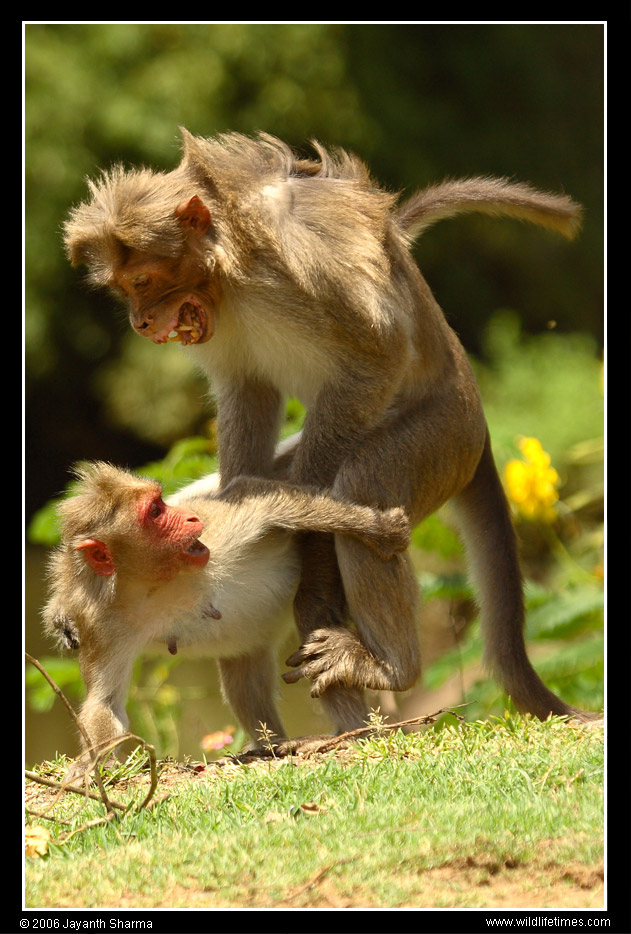 [macaque_mating.jpg]