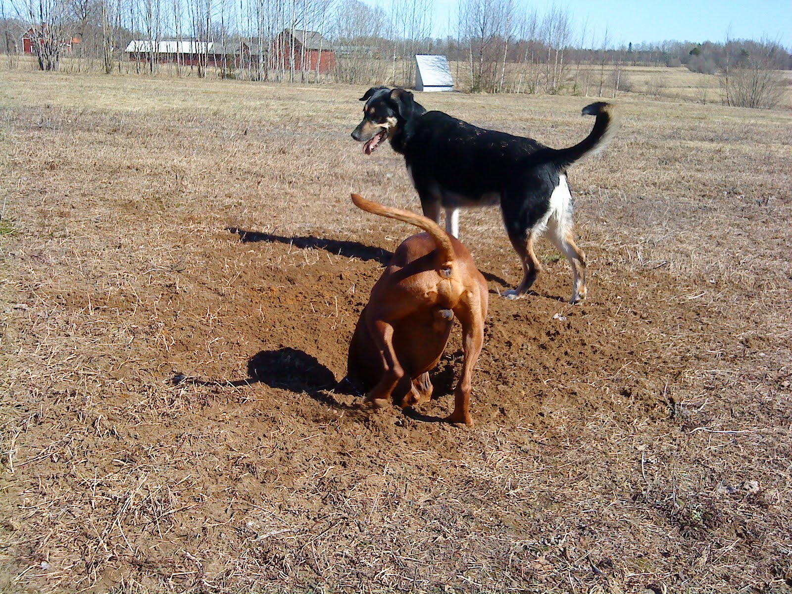 Vickan &amp; Kennel Ravenwaves Hundjobb&hellip;