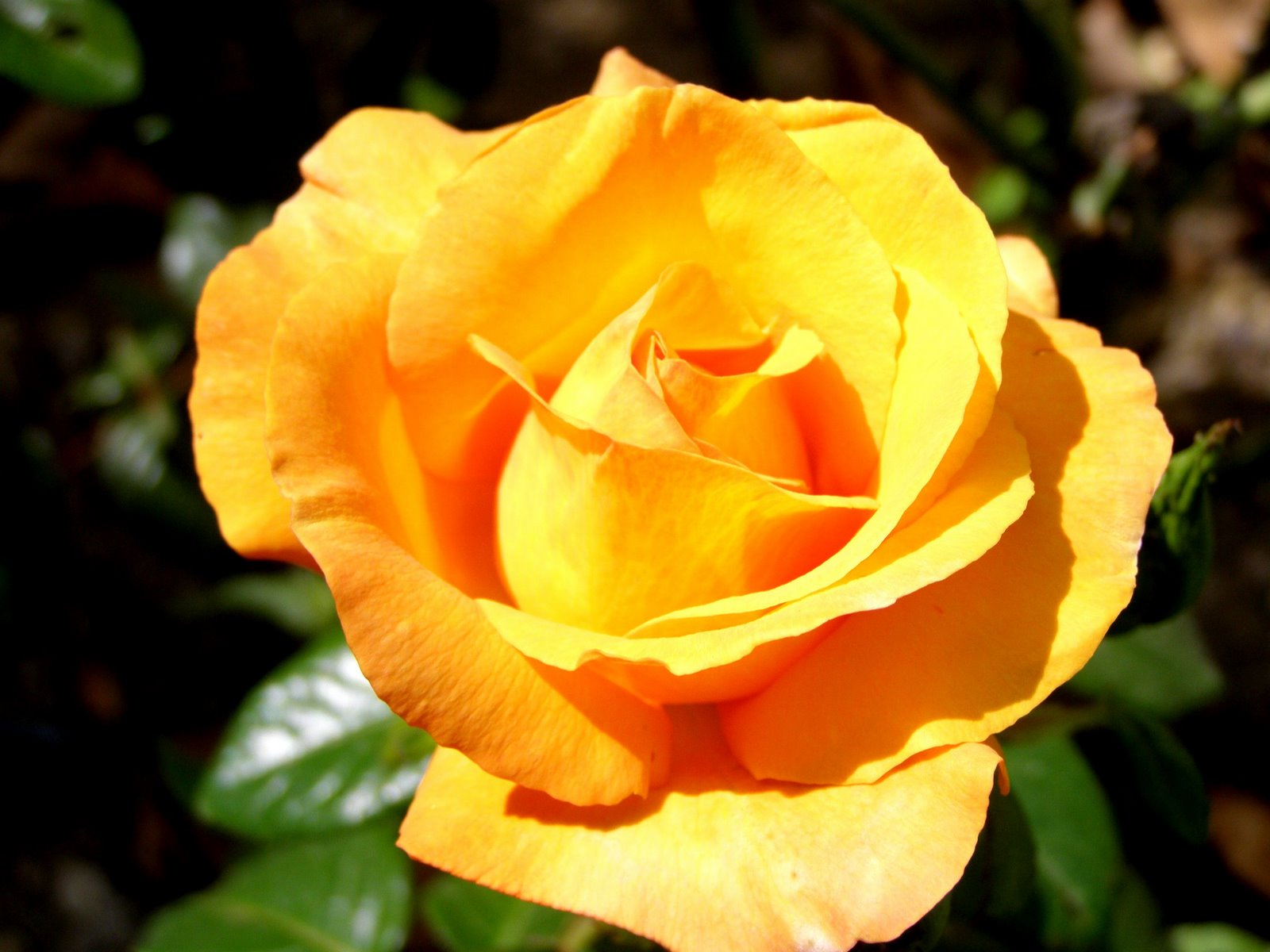 [P7080012-1.JPG]