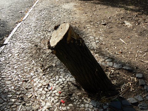 [Alameda-dos-Pinheiros-cepo3.JPG]