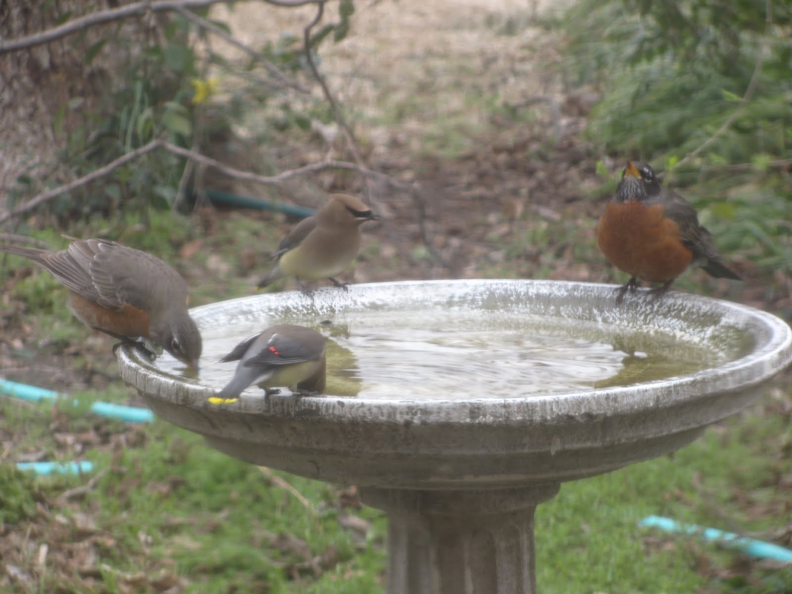 [2010+bird+bath+March.JPG]